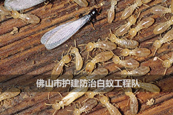 如何消滅白蟻？
